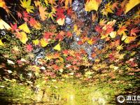 腊梅花悄悄绽开