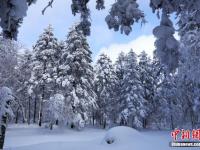 雾凇林海装点高山雪原美景 