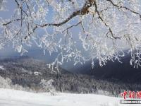 雾凇林海装点高山雪原美景 