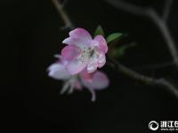  嘉兴南湖海棠花次第开放 增添冬日美景