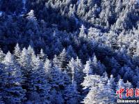 四川螺髻山迎来首场冬雪宛如仙境