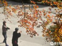  舟山：初冬观赏枫叶正当时