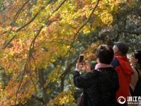 舟山：初冬观赏枫叶正当时