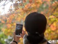  舟山：初冬观赏枫叶正当时