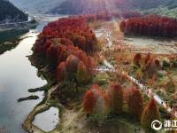  临海：冬日红杉林 神似喀纳斯