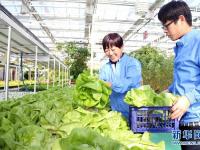  现代农业结硕果