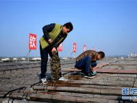  广西钦州：养殖大蚝 助农增收