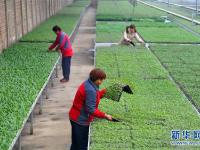  河北肃宁：特色种植助农增收