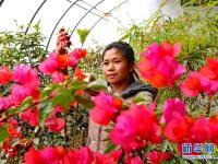  河北肃宁：特色种植助农增收