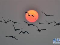  夕阳渡飞鸟