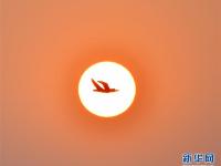  夕阳渡飞鸟