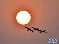  夕阳渡飞鸟