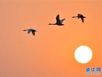  夕阳渡飞鸟
