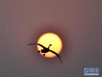  夕阳渡飞鸟