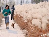  金华：芦苇花绽放 摇曳生姿醉游人