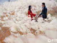  金华：芦苇花绽放 摇曳生姿醉游人