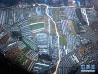  广西融安：金桔助推农民致富