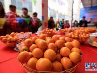  广西融安：金桔助推农民致富