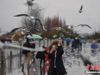  昆明滇池游客雨中邂逅红嘴鸥