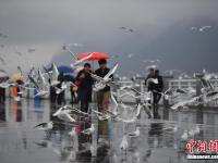  昆明滇池游客雨中邂逅红嘴鸥