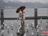  昆明滇池游客雨中邂逅红嘴鸥
