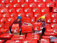  山东沂源：新年伊始苹果出口销售忙
