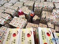  山东沂源：新年伊始苹果出口销售忙