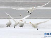  雪韵天鹅