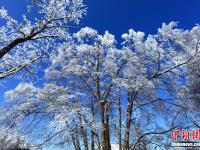  四川光雾山雪后银装素裹 美不胜收