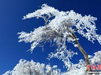  四川光雾山雪后银装素裹 美不胜收
