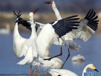 鹤舞鄱阳湖