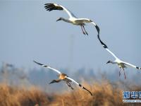 鹤舞鄱阳湖