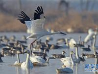 鹤舞鄱阳湖