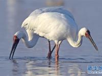 鹤舞鄱阳湖
