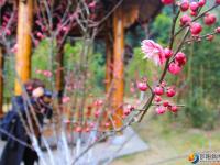 【醉美邵阳】市区西苑公园梅花初绽