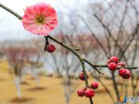 【醉美邵阳】市区西苑公园梅花初绽
