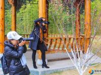 【醉美邵阳】市区西苑公园梅花初绽