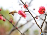 【醉美邵阳】市区西苑公园梅花初绽