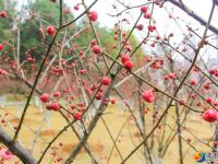 【醉美邵阳】市区西苑公园梅花初绽