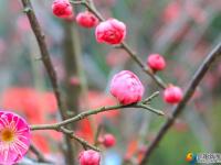 【醉美邵阳】市区西苑公园梅花初绽