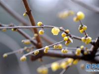  陕西西安：腊梅芬芳