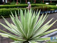 漫步台北植物园