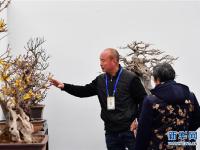  冬日“花都”蜡梅开