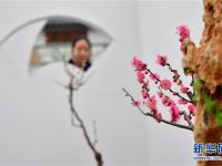  冬日“花都”蜡梅开