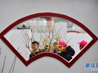  冬日“花都”蜡梅开