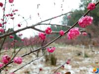 醉美邵阳：腊梅迎雪怒放