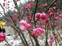醉美邵阳：腊梅迎雪怒放