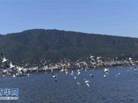  云南昆明：天气晴好 喂鸥拍照
