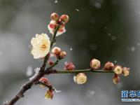  踏雪寻梅