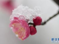  踏雪寻梅